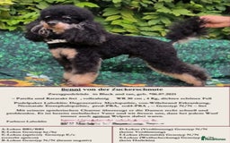 Goldendoodle dogs for sale: 🥰READY NOW GOLDENDOODLES🥰 - Image 13