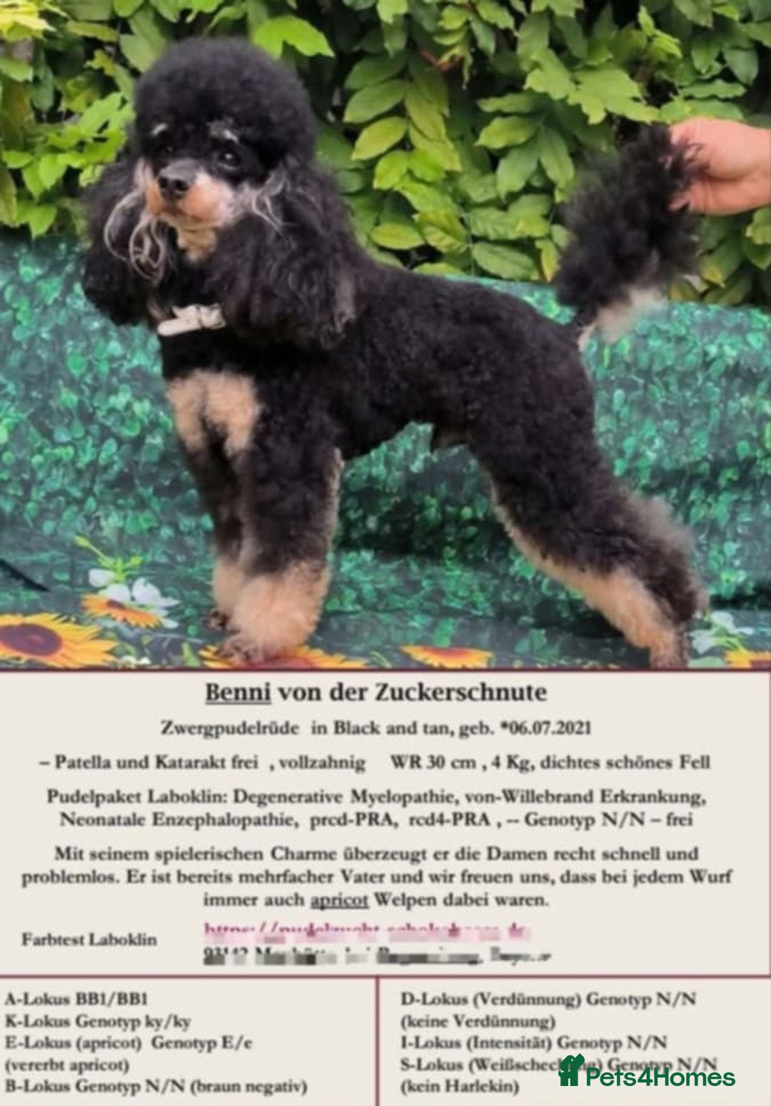 Goldendoodle dogs for sale: 🥰READY NOW GOLDENDOODLES🥰 - Image 13