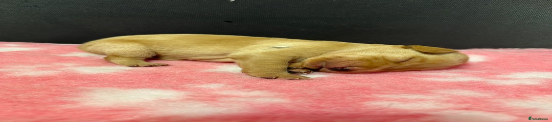 Labrador Retriever Puppy 3
