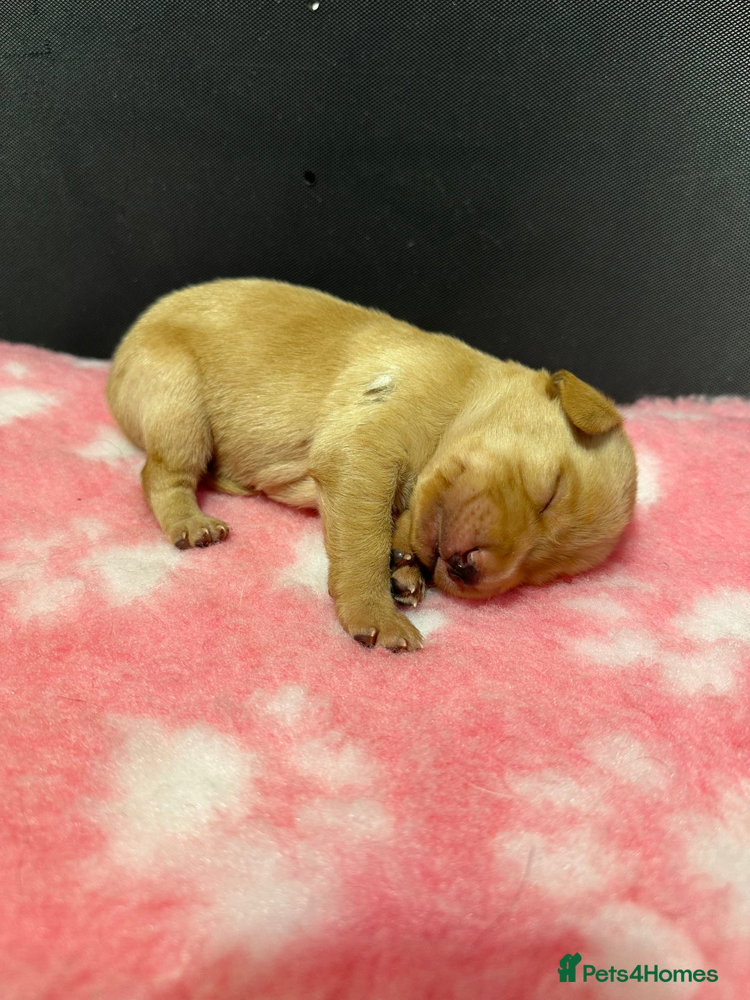 Labrador Retriever dogs for sale: Ftch sired Labrador puppies  - Image 14