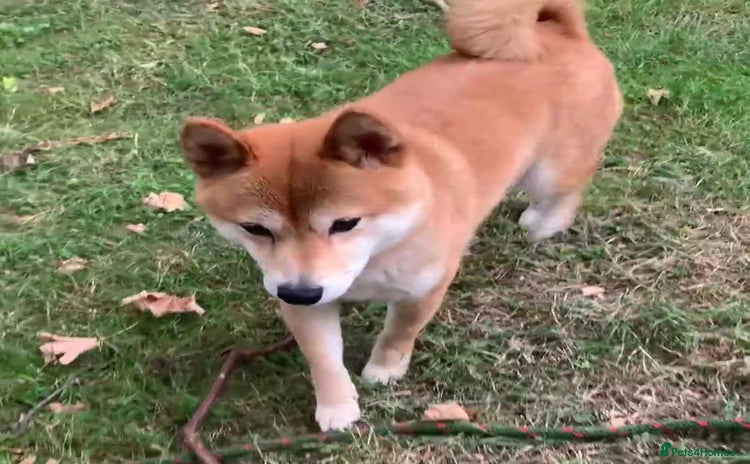 Japanese Shiba Inu dogs - Advert 1