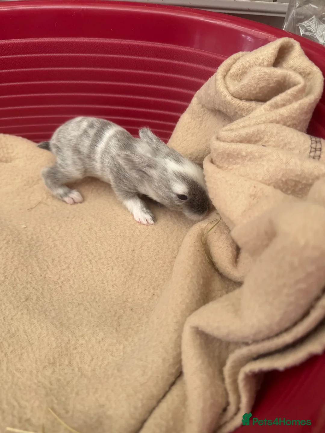 Mixed Breed rabbits for sale: Baby rabbits - Advert 24
