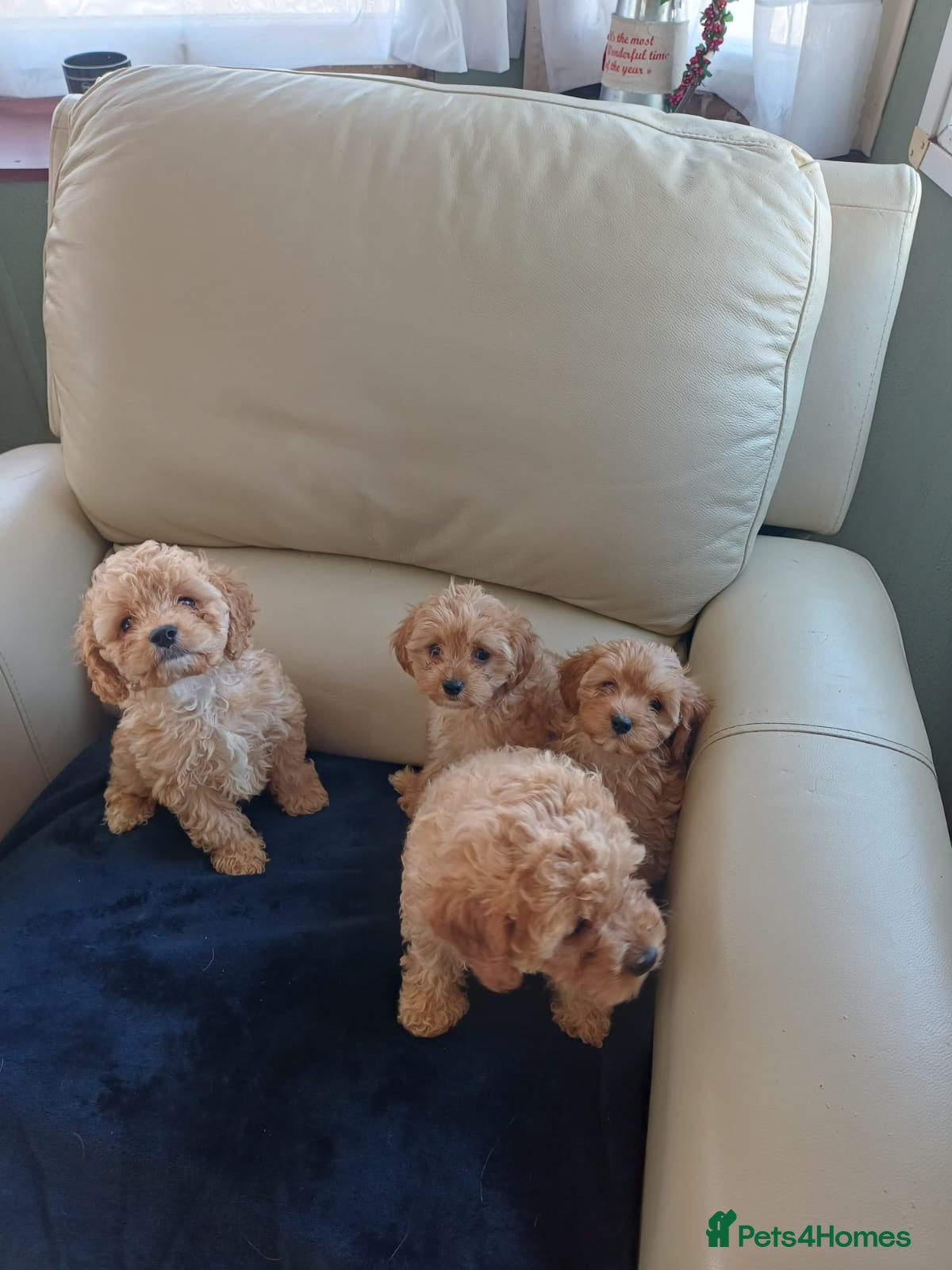 Cavapoo dogs F1B generation mini cavapoo puppies - Advert 1