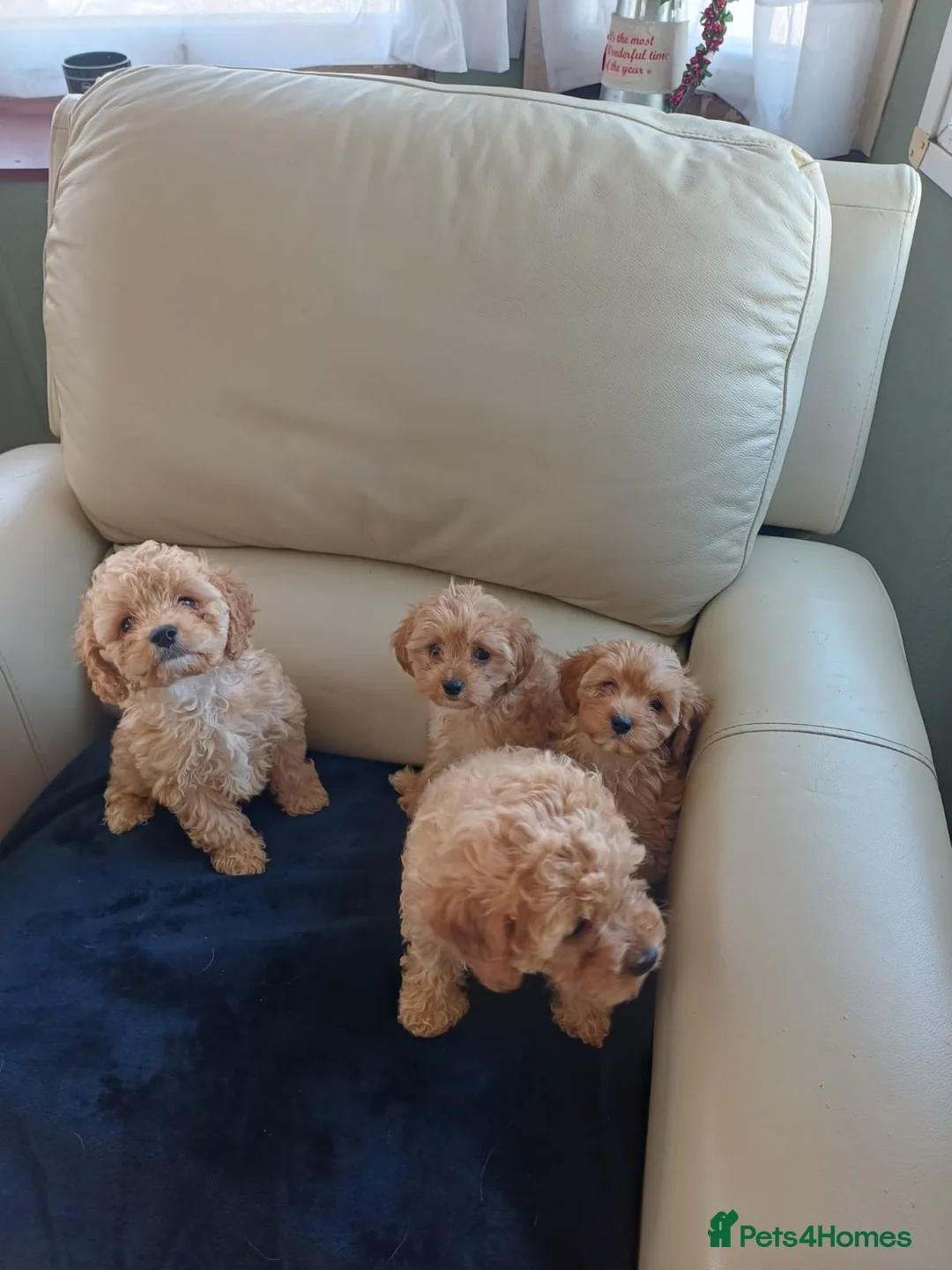 Cavapoo dogs for sale: F1B generation mini cavapoo puppies - Advert 1