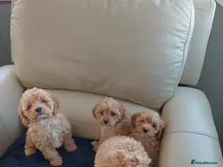 Cavapoo dogs F1B generation mini cavapoo puppies - Advert 3