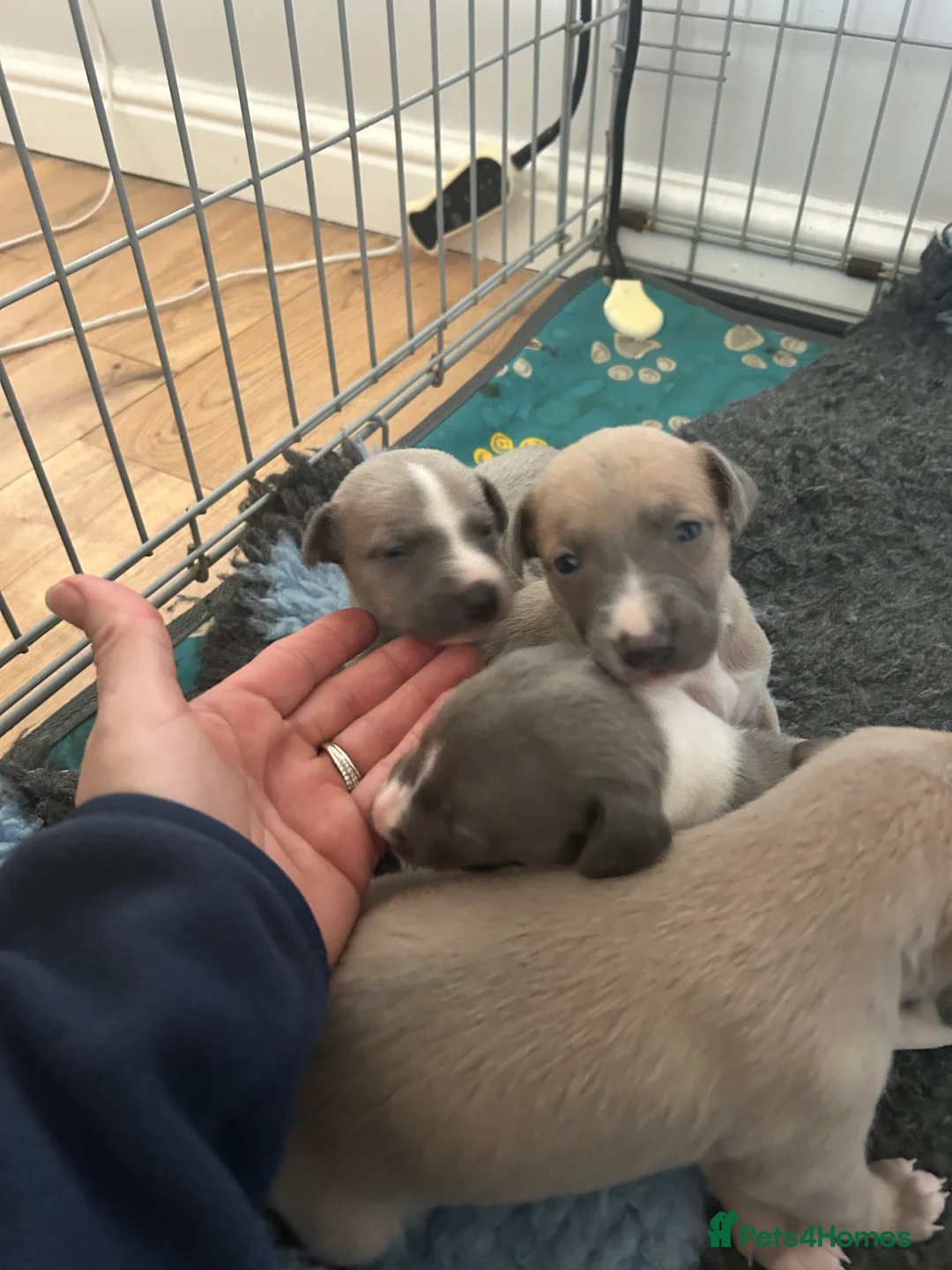 Whippet dogs for sale: Stunning whippets - Advert 2