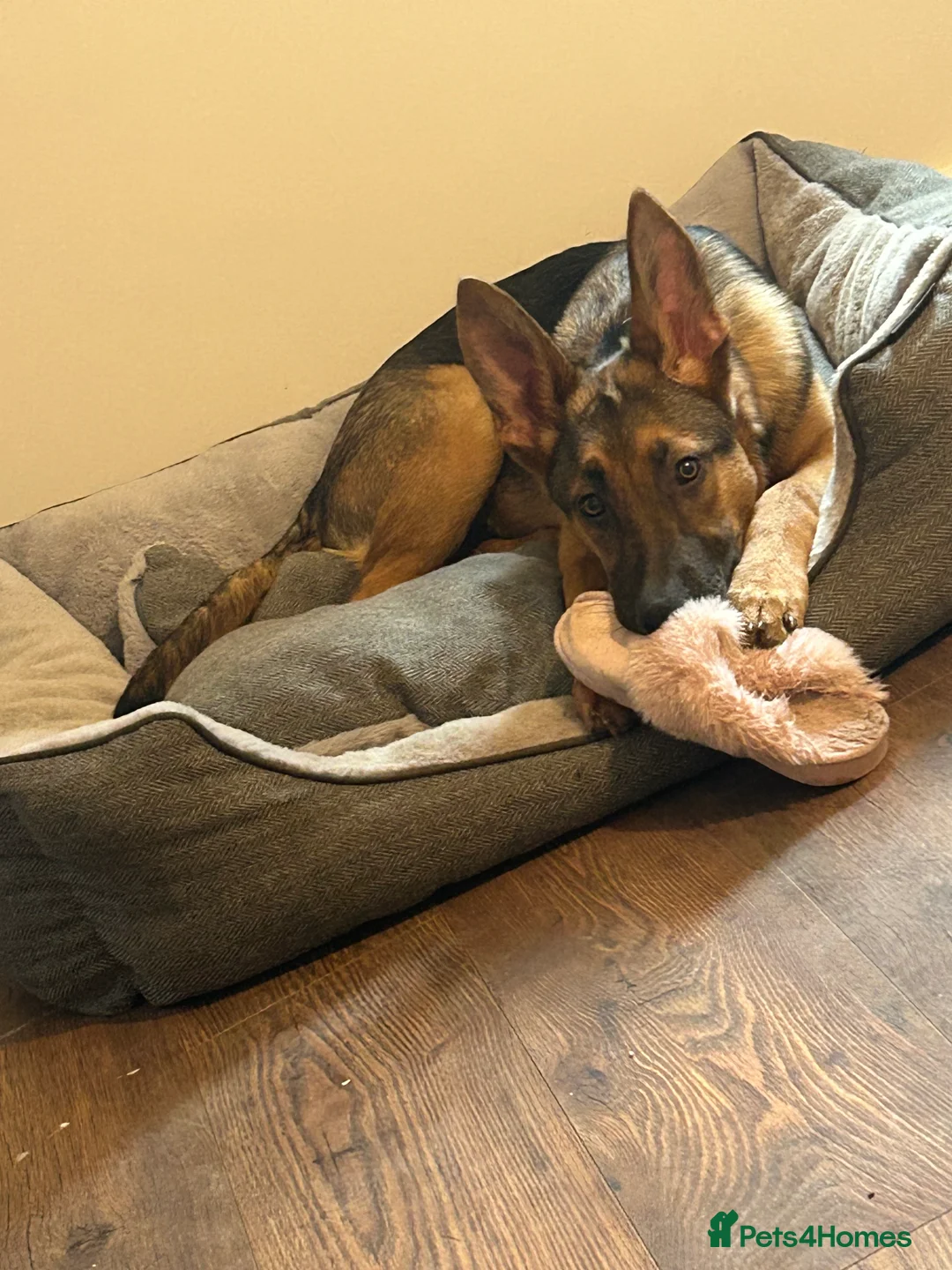 Mixed Breed dogs for sale: 6 month old German shepherd/cross  - Advert 2