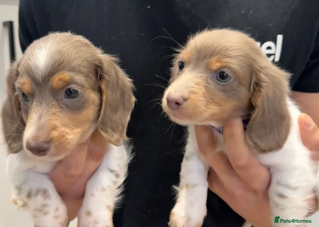 Miniature Dachshund dogs Beautiful dachshund puppies - Advert 3