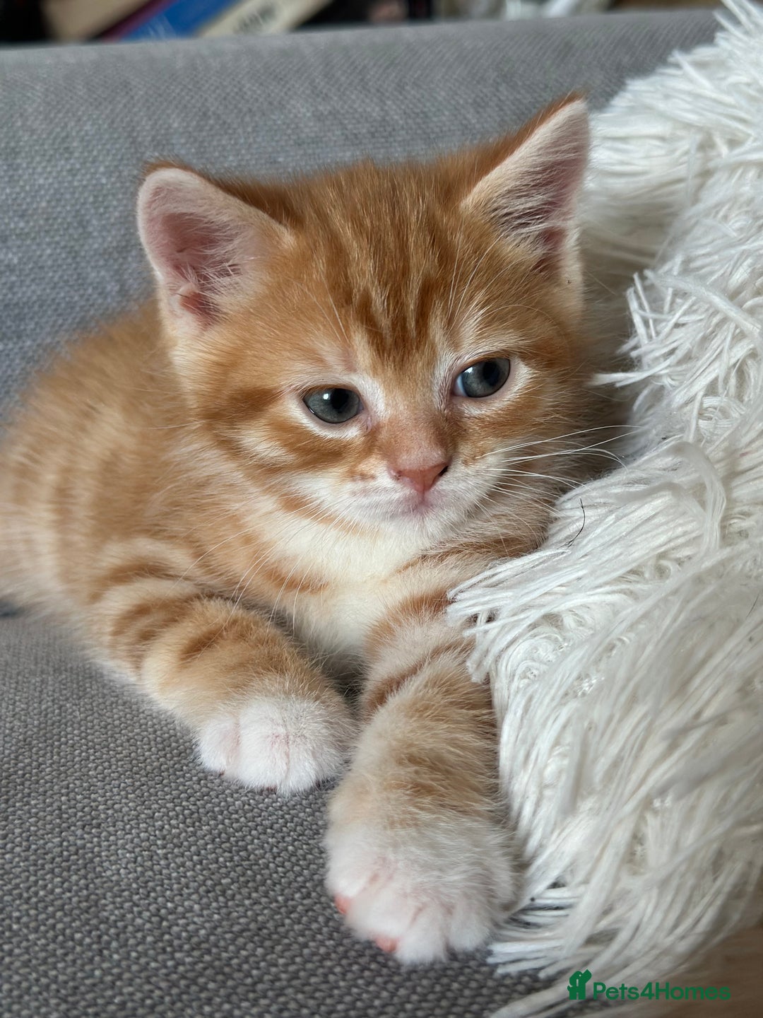 Domestic Shorthair cats for sale: Lovely ginger kittens - Image 6