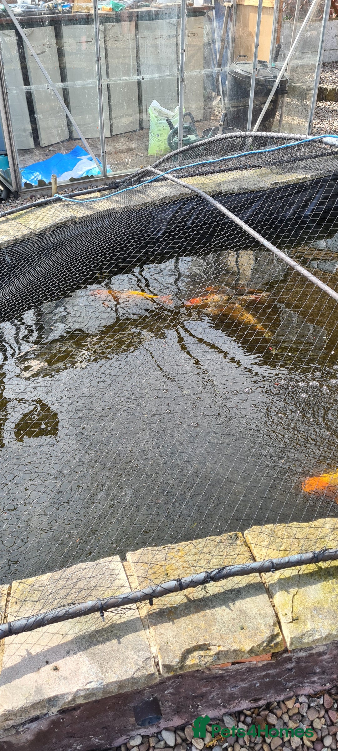 Koi Carp fish for sale: 8 x Koi Crap for Sale  - Image 11