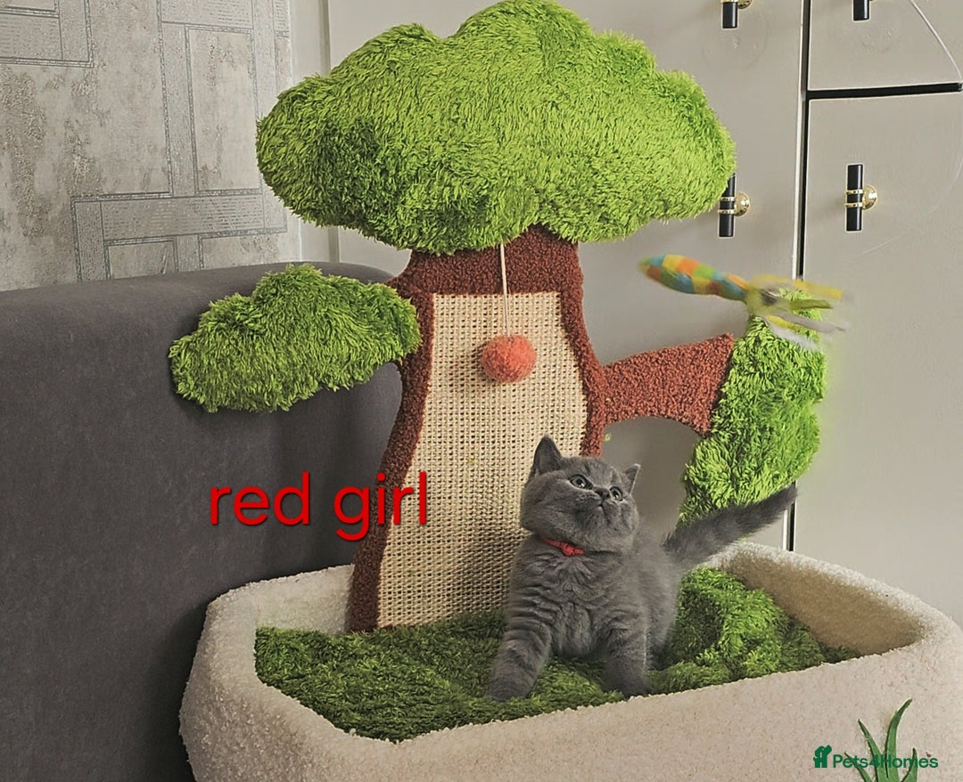 British Shorthair cats for sale: British Blue Shorthair kittens, GCCF pedigree - Image 7