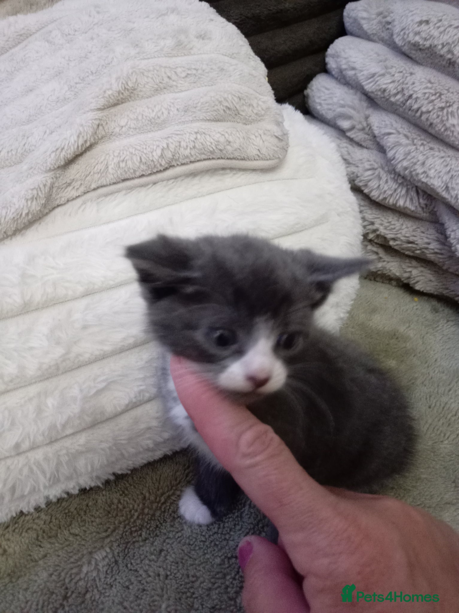 Mixed Breed cats for sale: Gorgeous grey white kitten - Advert 5