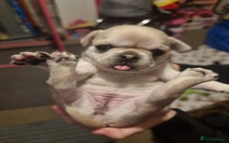 Frug dogs for sale: 3 frug puppies looking for there forever homes. - Advert 6