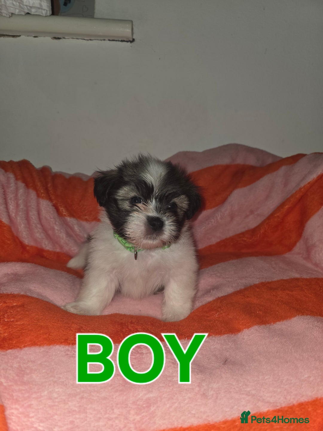 Shih Tzu dogs for sale: Shih tzu  - Image 2