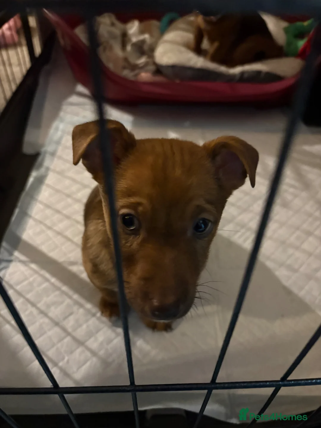 Jackapoo dogs for sale: Still available Jackapoo Boy - Advert 2