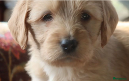 Labradoodle dogs for sale: F3 Labradoodle Puppies Licenced Breeder - Image 14