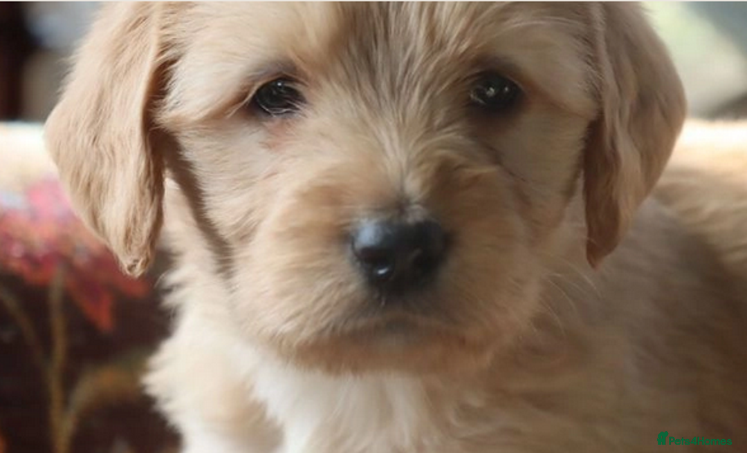 Labradoodle dogs for sale: F3 Labradoodle Puppies Licenced Breeder - Image 14