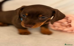 Miniature Dachshund dogs for sale: Stunning miniature dachshunds - tiny parents  - Image 18