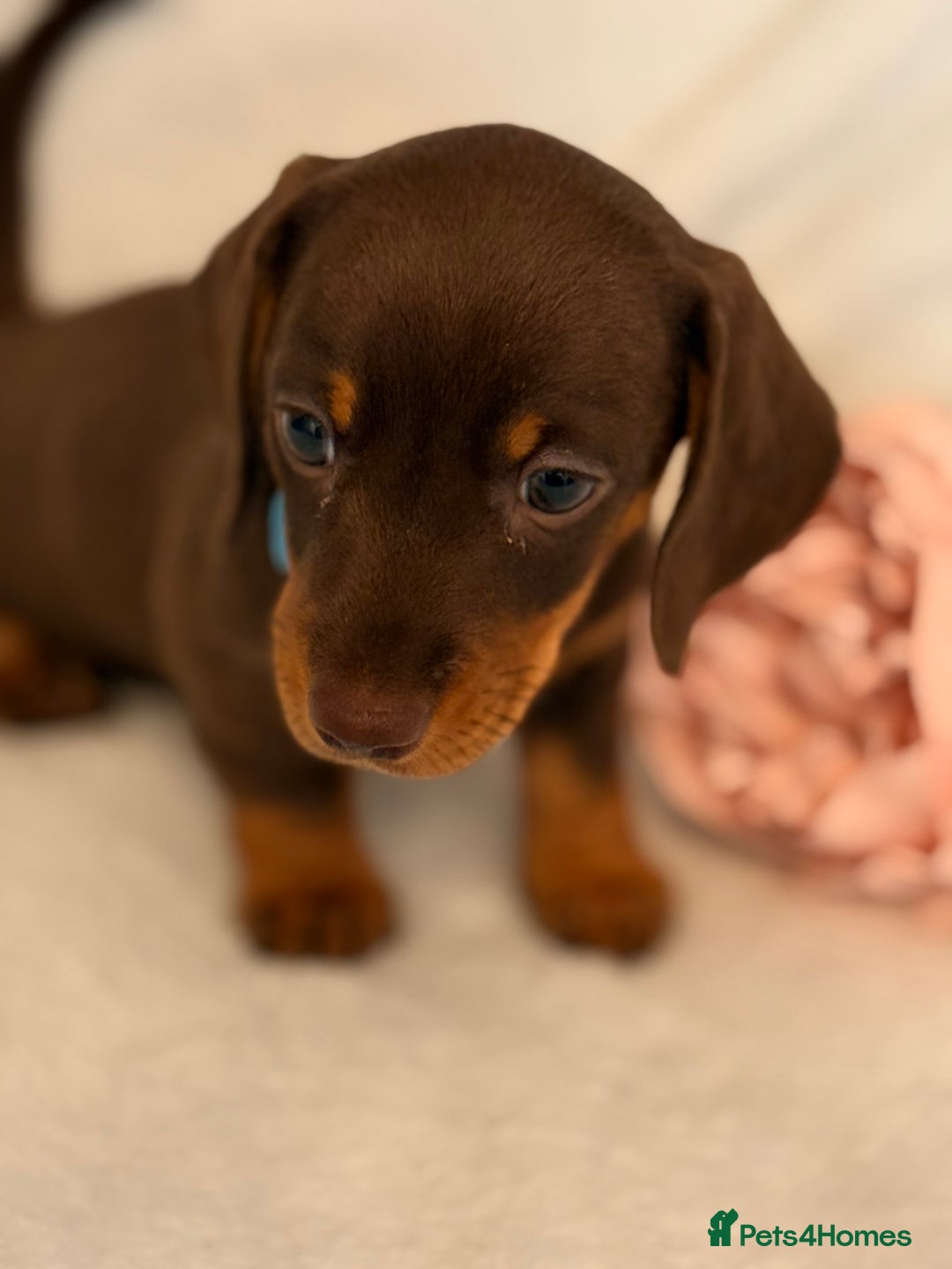 Miniature Dachshund dogs for sale: Stunning miniature dachshunds - tiny parents  - Image 18