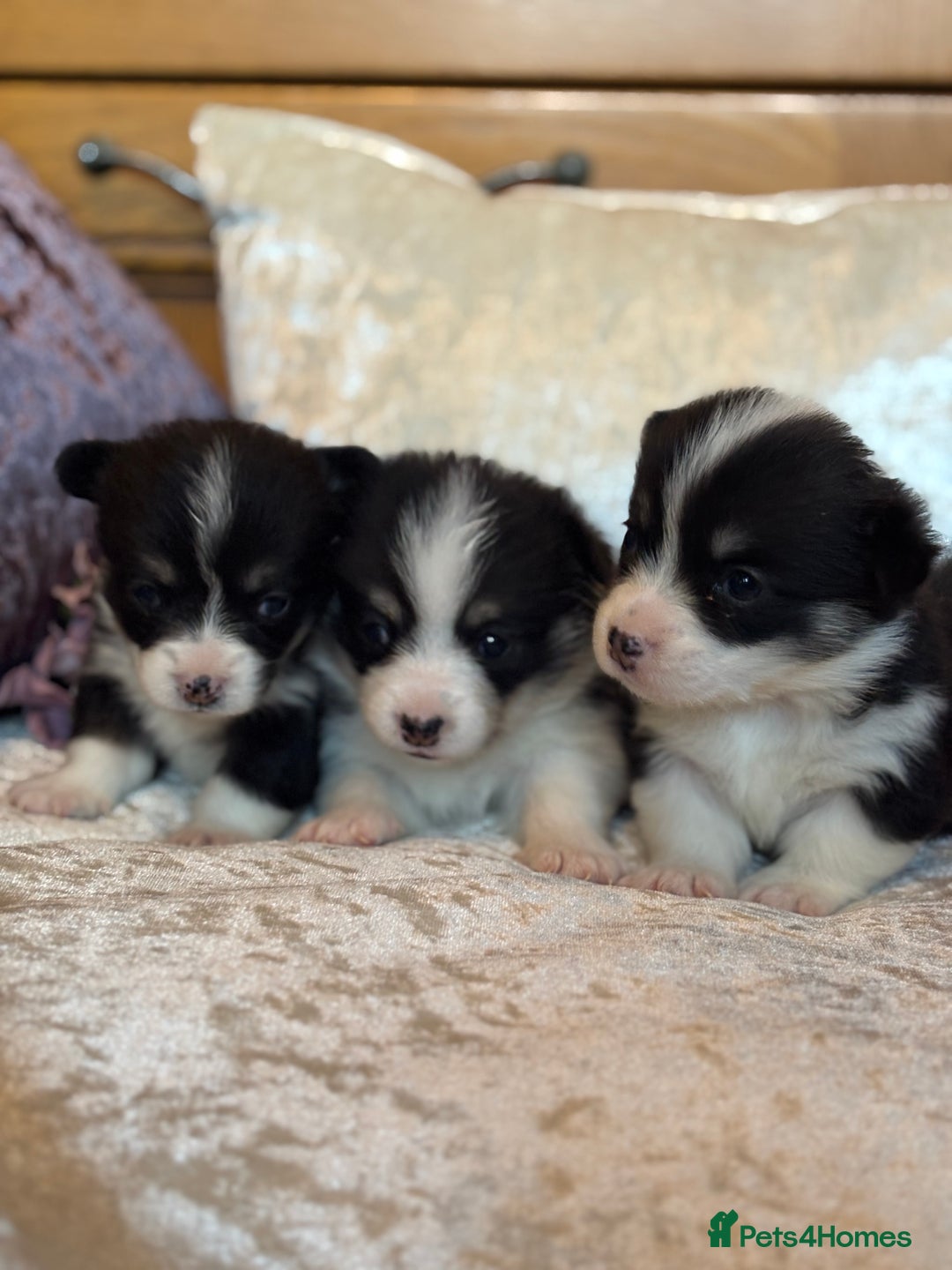 Welsh Corgi Pembroke dogs for sale: Pedigree, health tested parents, licensed breeder - Image 8