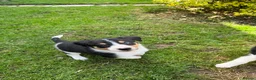 Border Collie dogs for sale: Border collie pups ready to leave now - Advert 16