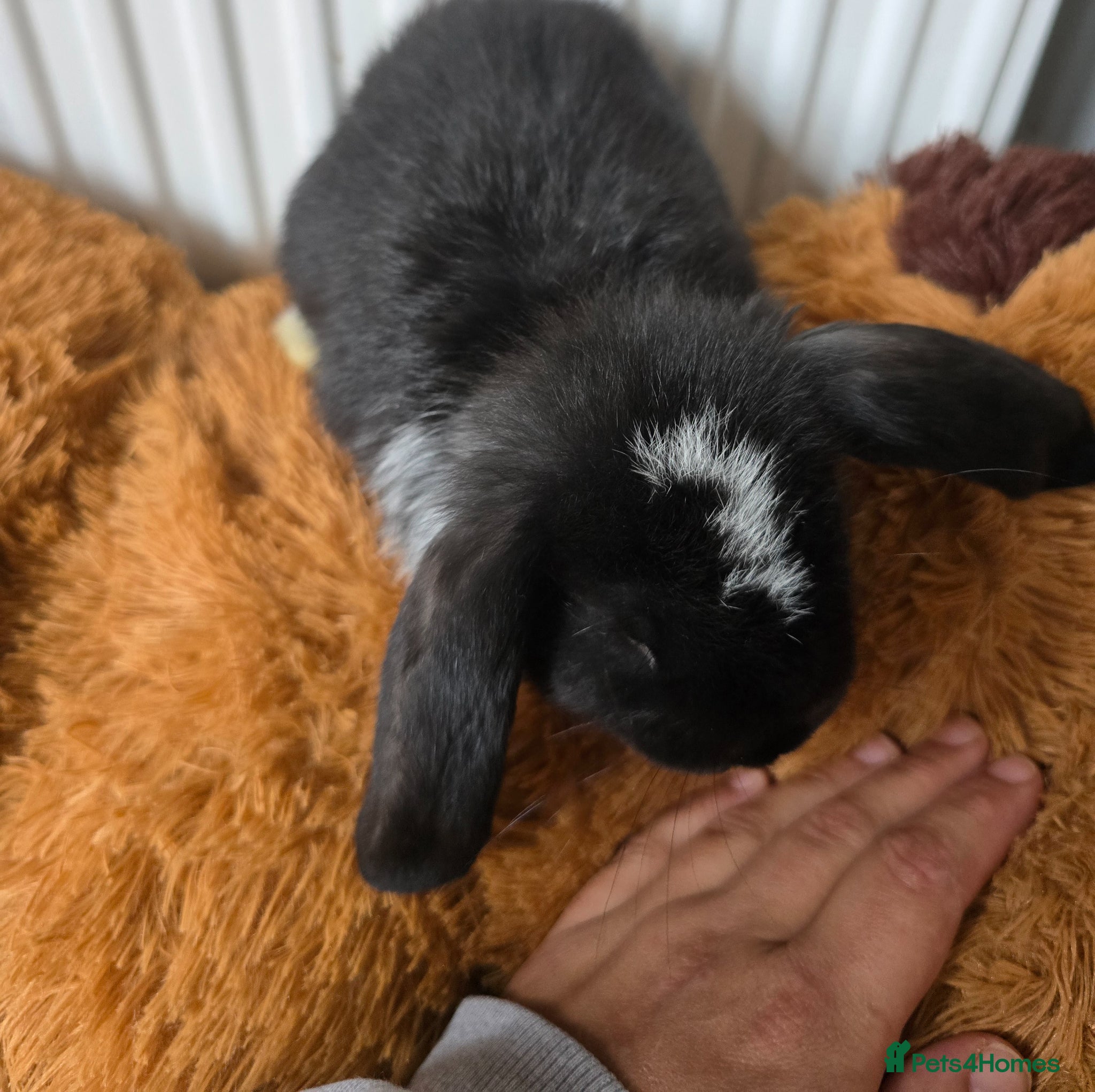 French Lop rabbits Pedigree giant french lop - Advert 2