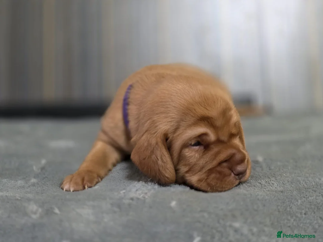 Mixed Breed dogs for sale: Cockalier (King Charles Spaniel) X Dachshund Cross - Advert 11