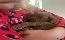Cockapoo dogs for sale: F1b cockapoo puppies - Image 15