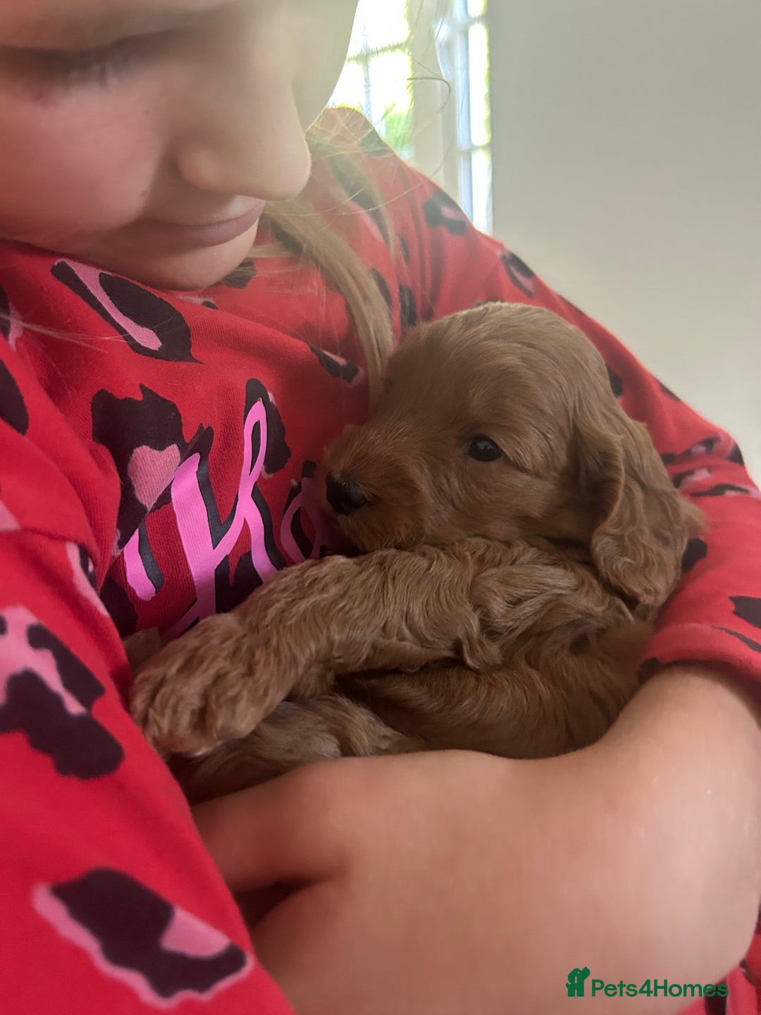 Cockapoo dogs for sale: F1b cockapoo puppies - Image 15