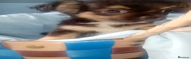 Chihuahua 3