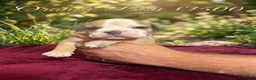 Olde English Bulldogge dogs for sale: 12 olde English bulldogs  - Advert 9