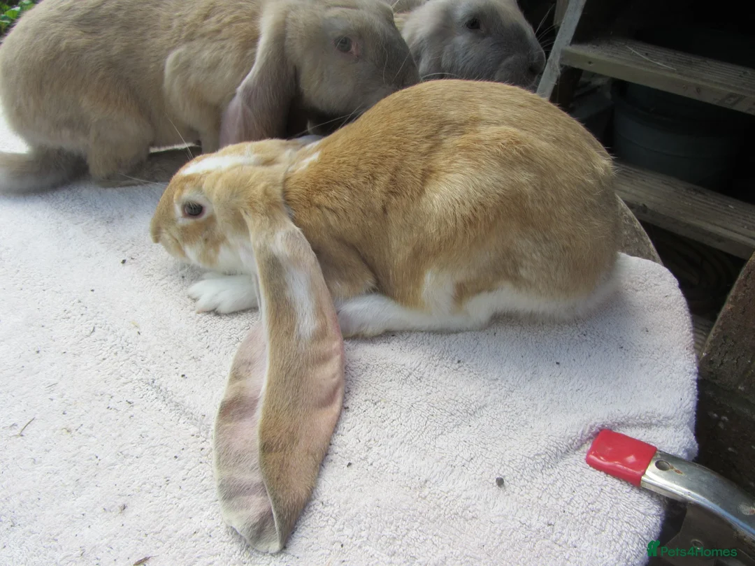 English Lop rabbits for sale: PURE ENGLISH LOPS - Advert 2