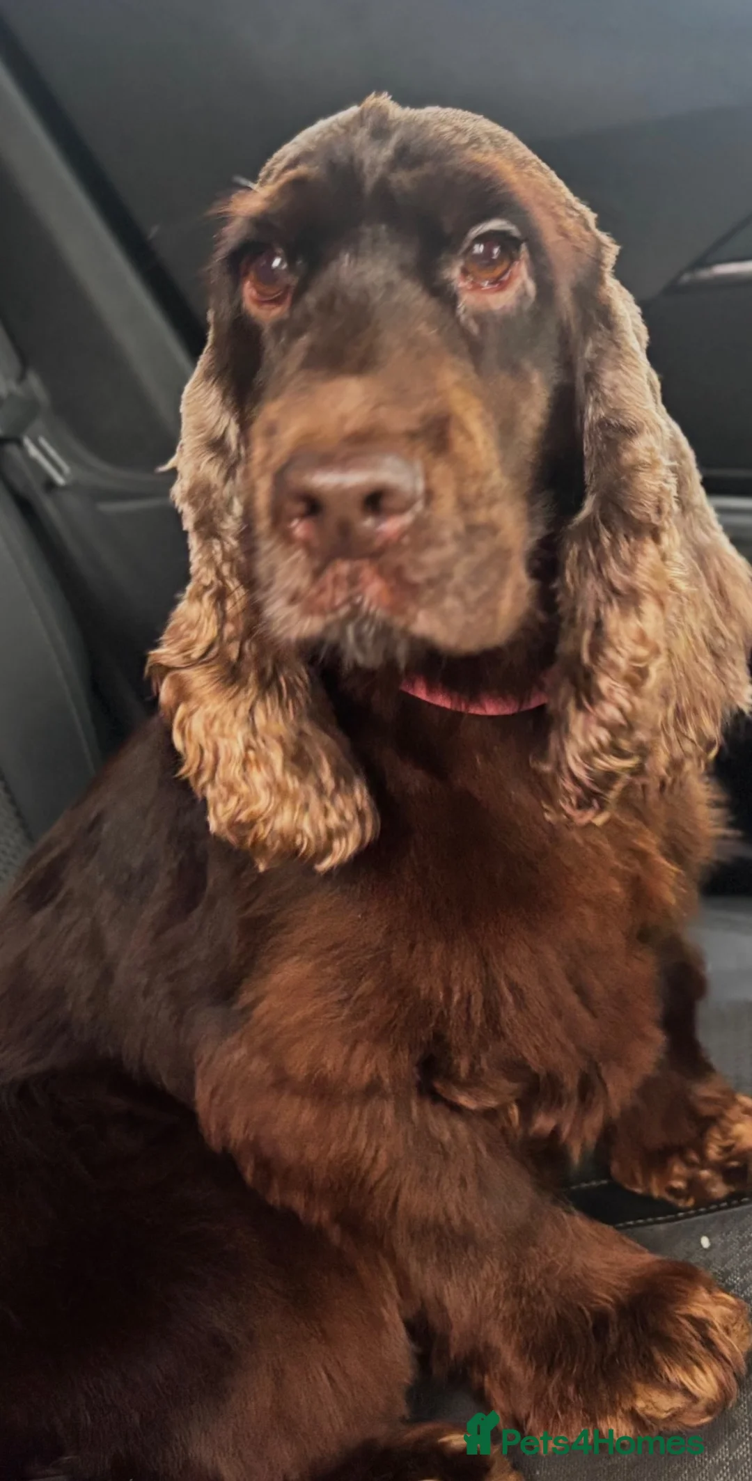 Cocker Spaniel dogs for sale: Sad rehome  in Chichester - Advert 1