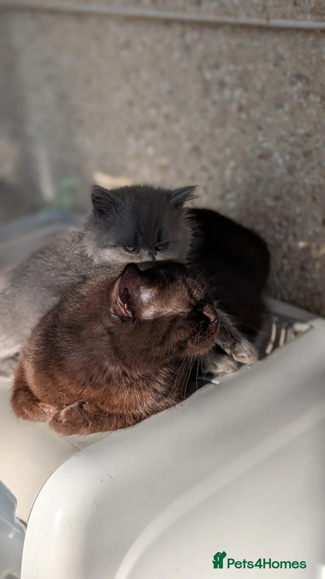 British Shorthair cats for sale: Stunning BSH female kittens - Advert 2