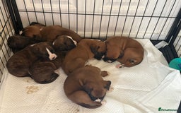Boxer dogs for sale: Gorgeous Kc Boxer Puppies - Image 2