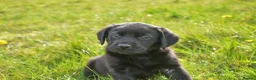 Labrador Retriever dogs for sale: Black Labrador Puppies in Bishops Castle - Advert 6