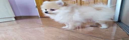 Pomeranian dogs for sale: Beautiful white cream Pomeranian puppies - Advert 11