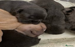 French Bulldog dogs for sale: French bulldogs need loving new homes - Advert 14