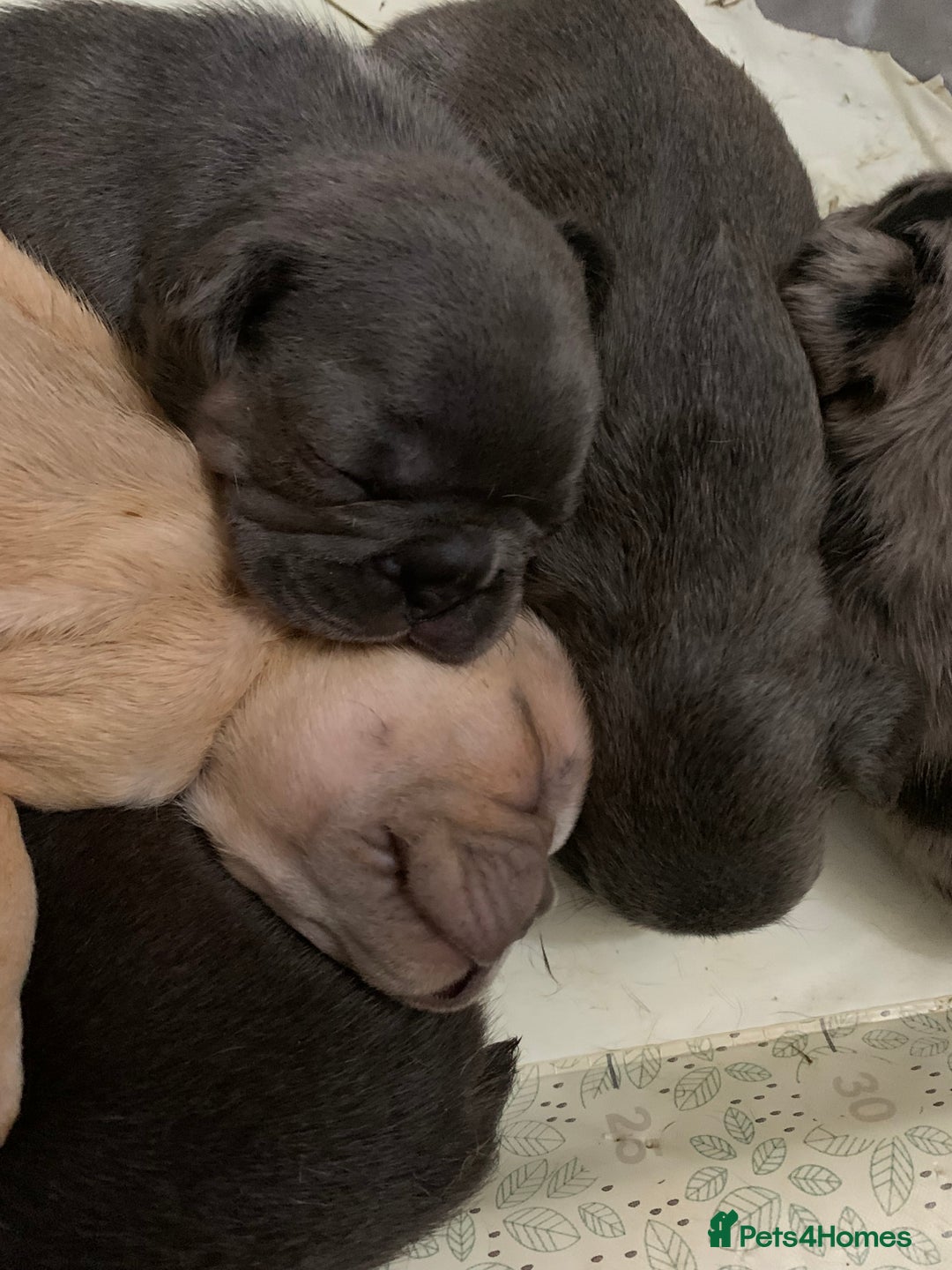 French Bulldog dogs for sale: French bulldogs need loving new homes - Advert 14