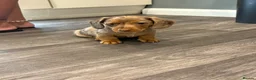Dachshund dogs for sale: Rabbit miniature dachshund in Chatham - Advert 2
