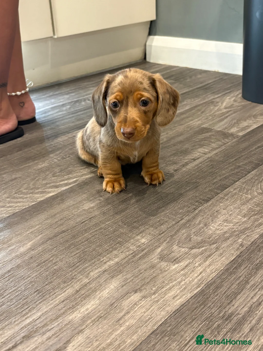 Dachshund dogs for sale: Rabbit miniature dachshund in Chatham - Advert 2