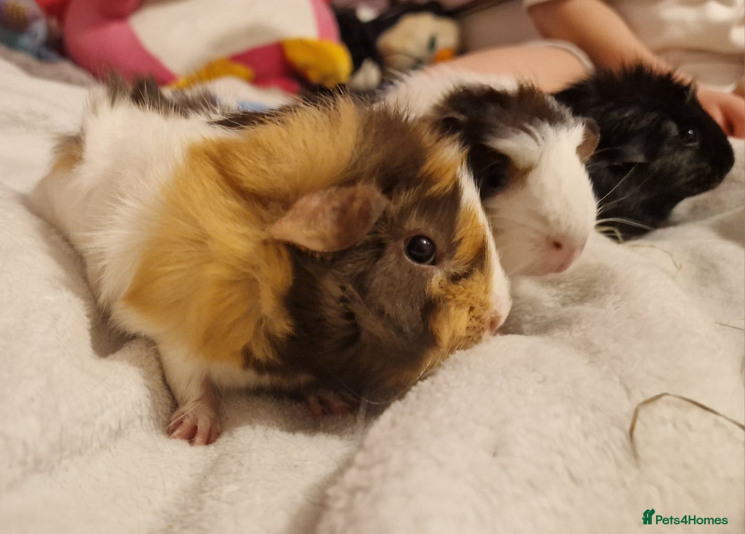 Guinea Pig rodents for sale: Trio male guineas - Advert 1