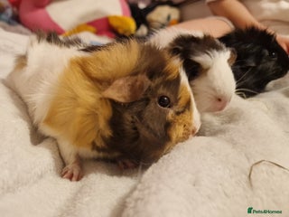 Guinea Pig rodents Trio male guineas - Advert 1