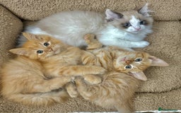 Mixed Breed cats for sale: BEAUTIFUL KITTENS  - Image 5