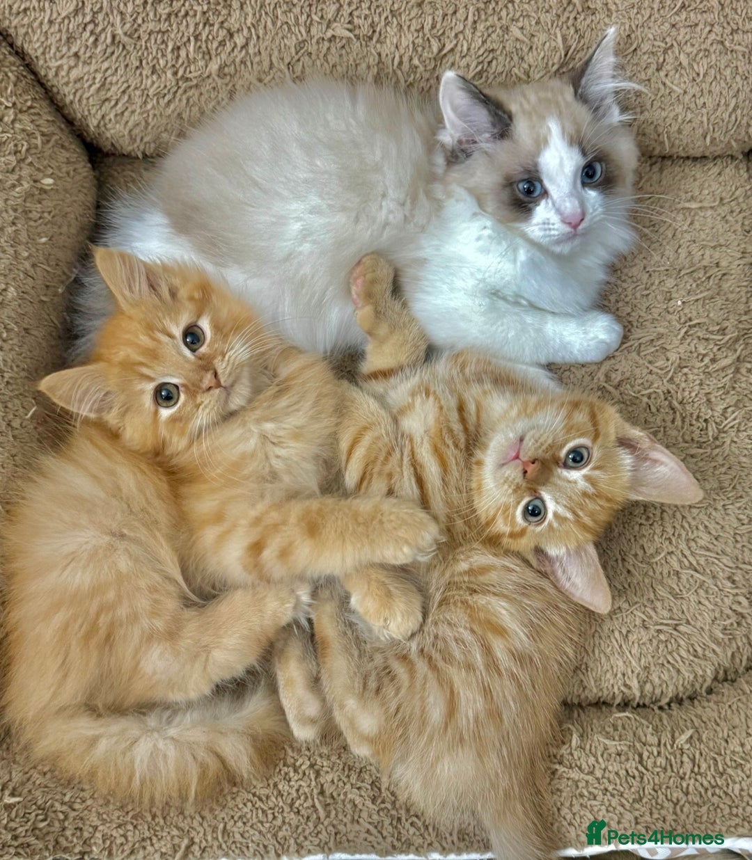 Mixed Breed cats for sale: BEAUTIFUL KITTENS  - Image 5