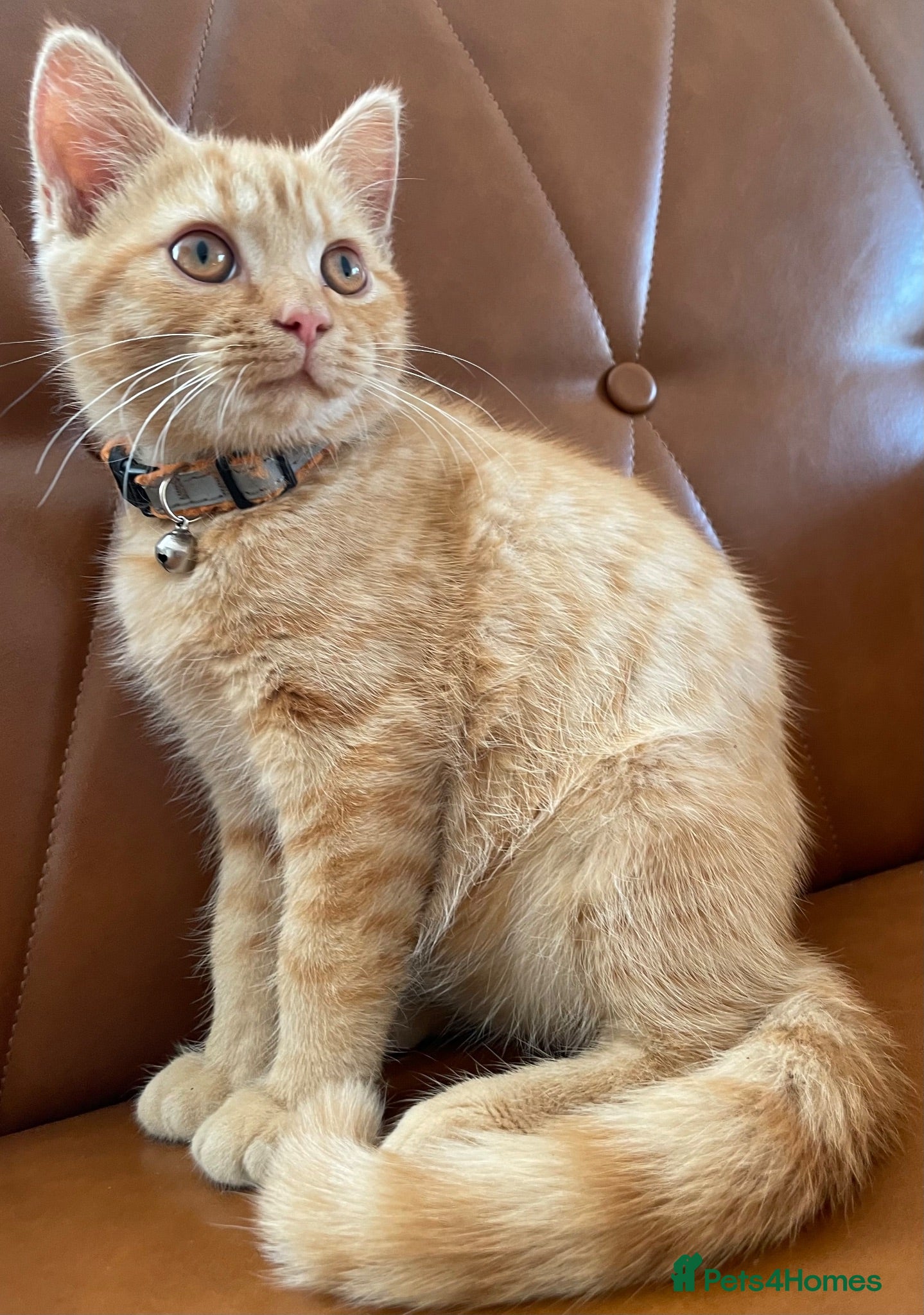 Mixed Breed cats Beautiful kittens need a new home - Advert 4