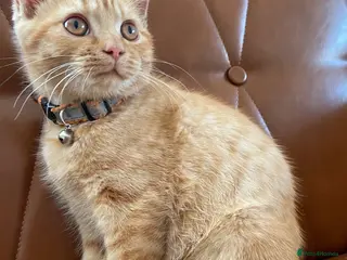 Mixed Breed cats Beautiful kittens need a new home - Advert 4