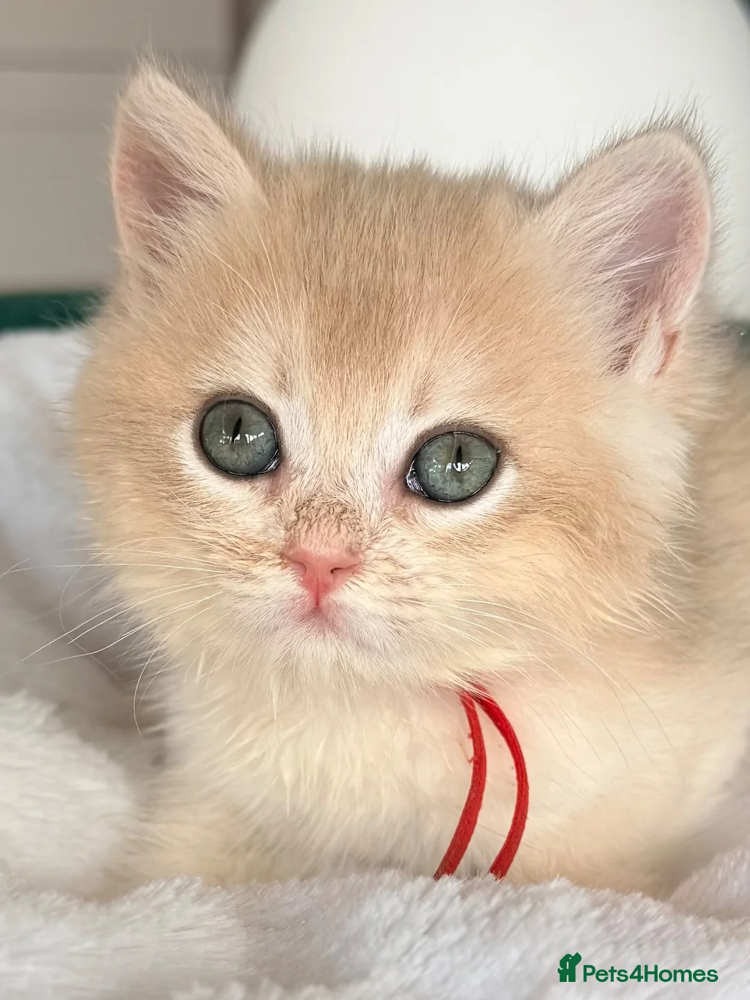 British Shorthair cats for sale: 2 blue golden kittens  - Advert 18