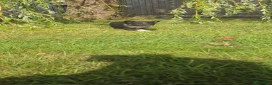 Border Collie 4