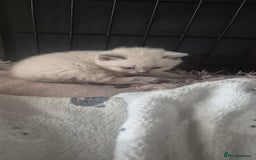 British Shorthair cats for sale: British shorthair cross please read description - Image 5